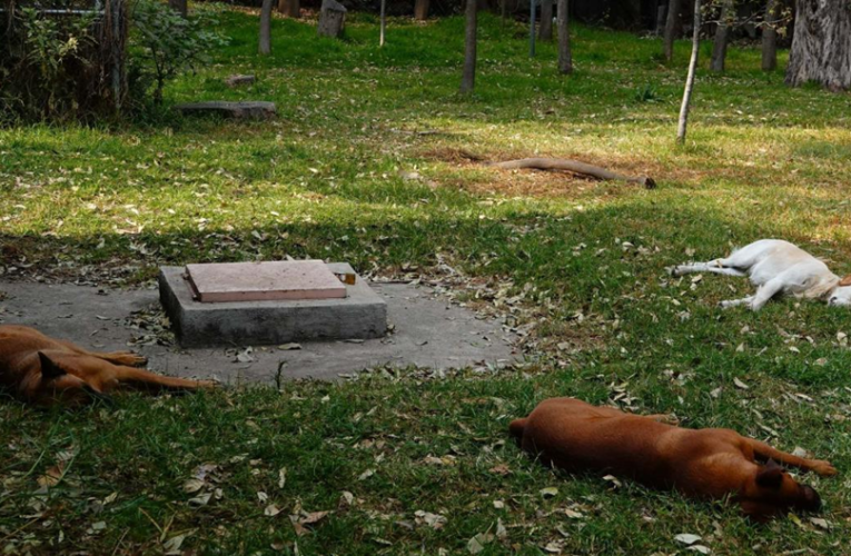 Horror en Nativitas: 26 perros desollados y una Fiscalía de Morena que no hace nada